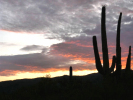 saguaro sunrise