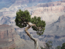 tree at rim