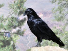 raven