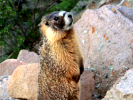 marmot