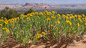 thumbnail mule ear flower