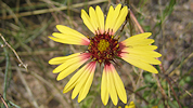 blanket flower